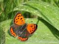 Lycaena phlaeas (Beneklibakırgüzeli)